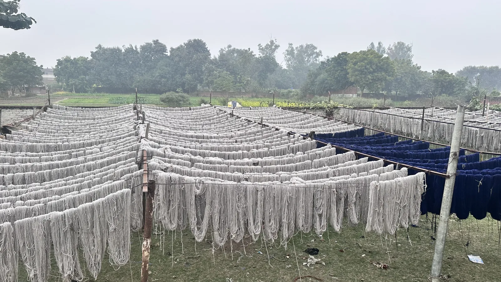 Wool hanks drying on outdoor racks after dyeing &mdash; white and indigo lots side by side