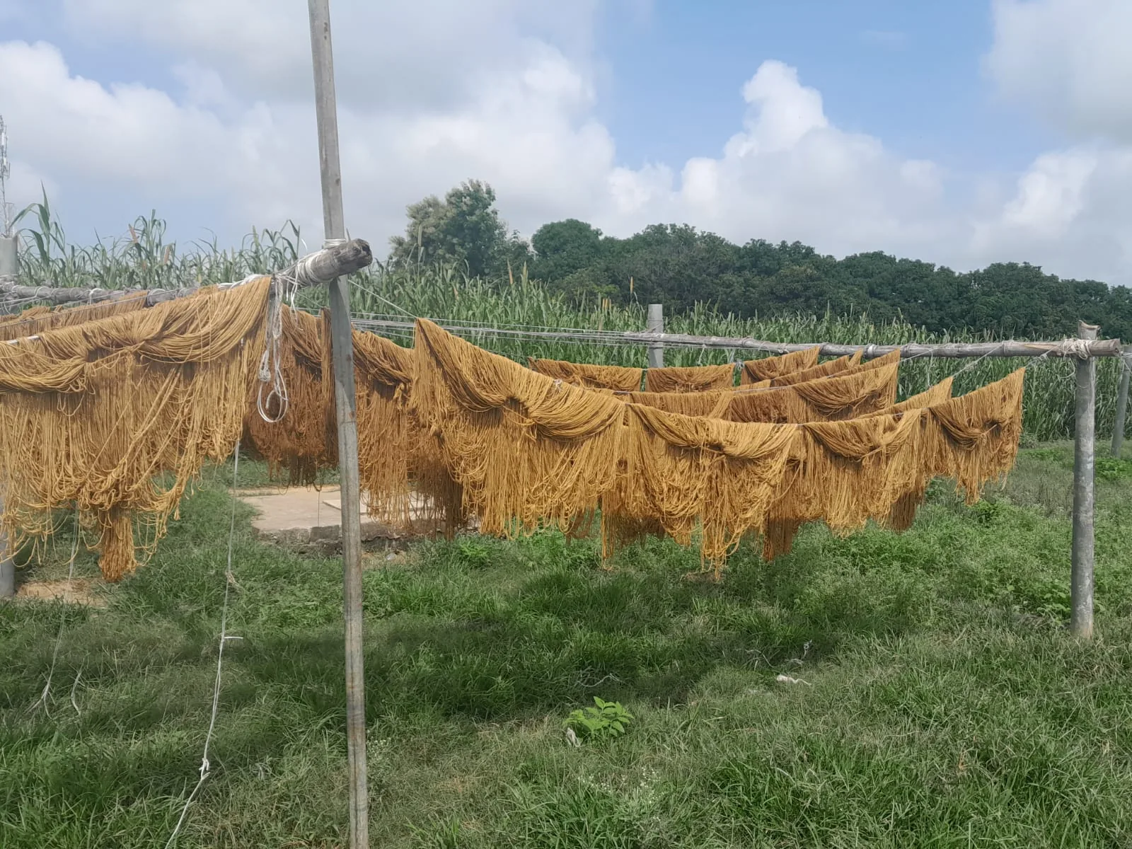 Wool drying under sun next to farm lands