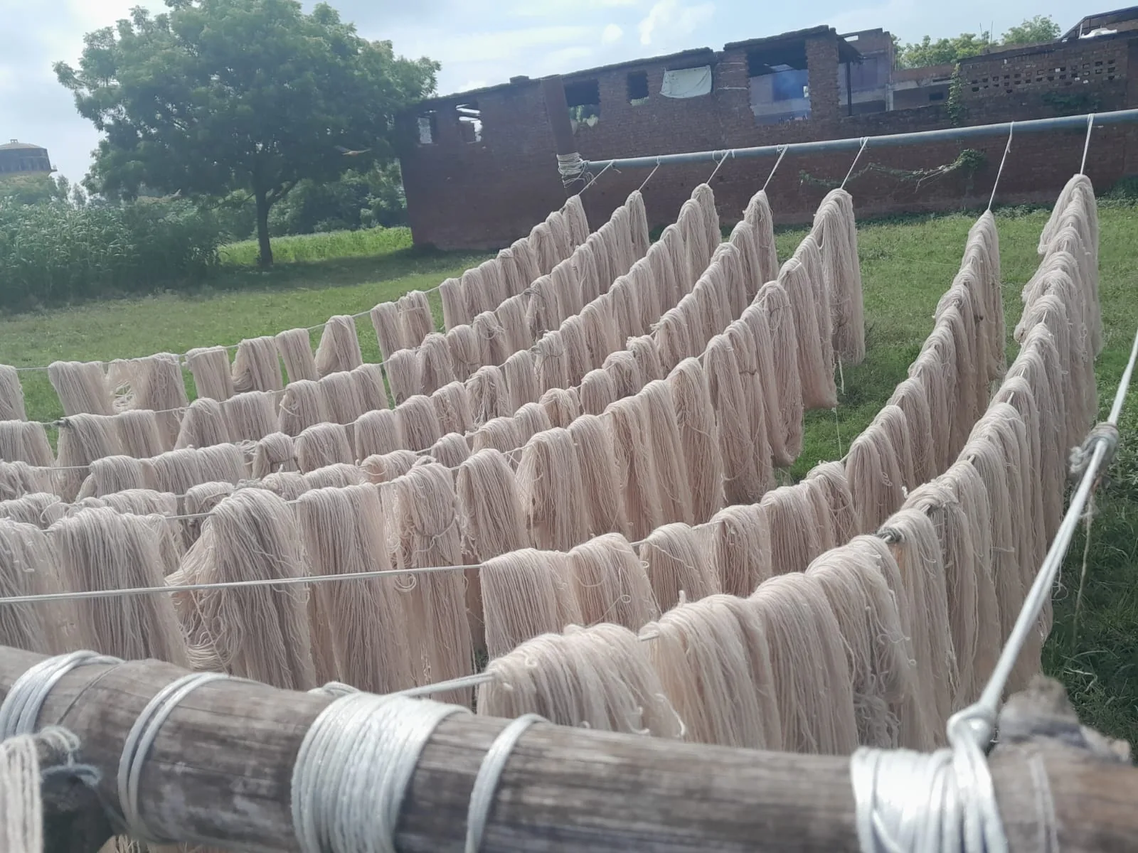 Wool yarn hanks in the drying stage after dyeing